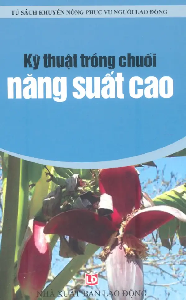 Kỹ thuật trồng chuối năng suất cao