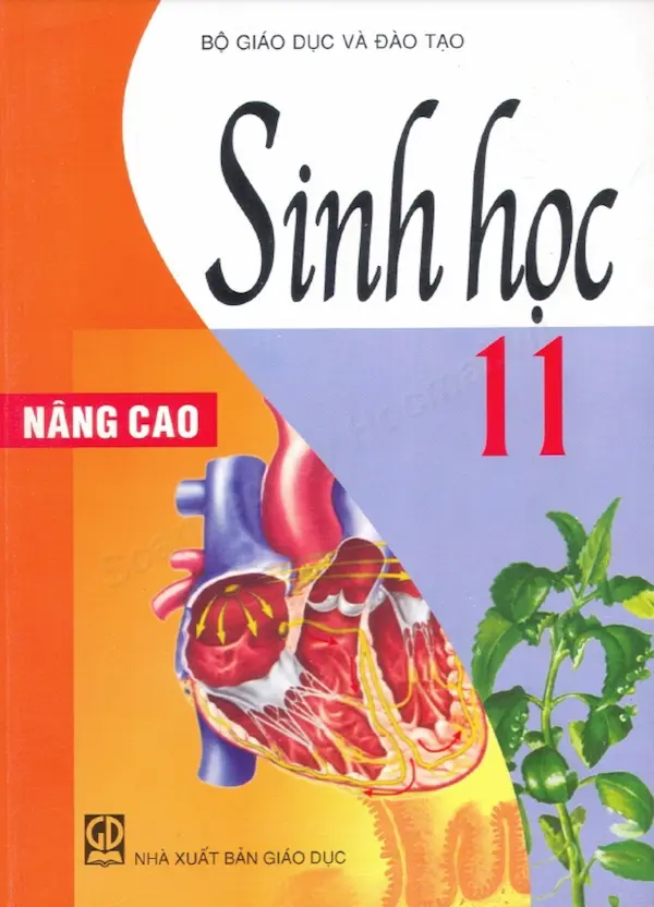 Sách Giáo Khoa Sinh Học 11 Nâng Cao