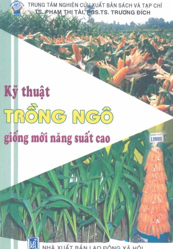 Kỹ Thuật Trồng Ngô Giống Mới Năng Suất Cao