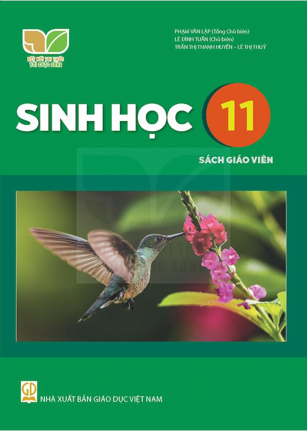 Sách Giáo Viên Sinh Học 11 – Kết Nối Tri Thức Với Cuộc Sống