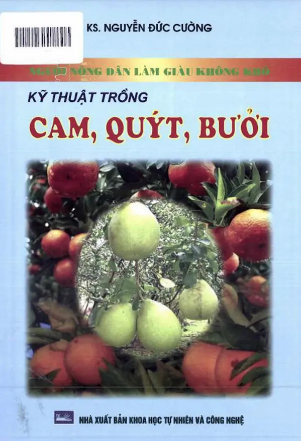 Người Nông Dân Làm Giàu Không Khó – Kỹ Thuật Trồng Cam, Quýt, Bưởi