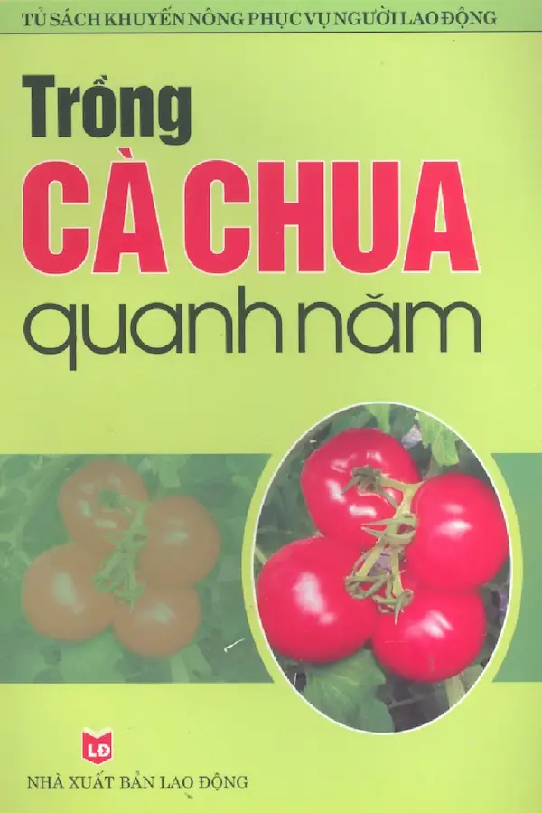 Trồng cà chua quanh năm