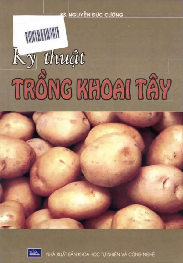 Kỹ Thuật Trồng Khoai Tây