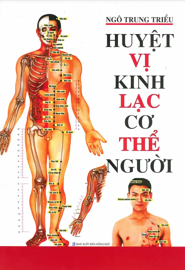 Huyệt Vị Kinh Lạc Cơ Thể Người